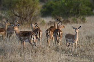 Black heeled antelopes