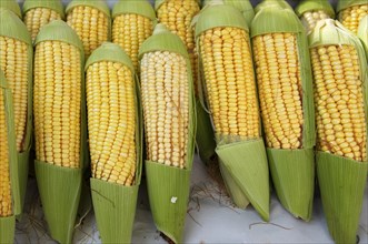 Corn on the corn cob at a weekly market market in Rio de Janeiro