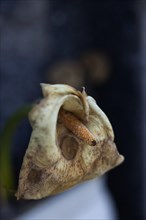 Still Life with Withered Calla Flower