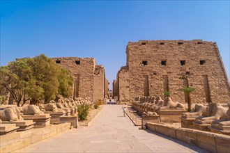 Entrance to the Karnak temple with its beautiful corridor of ram sculptures