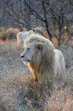 Portrait of a white lion