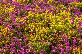 Detail of the purple and yellow flowers in summer in Phare Du Cap Frehel