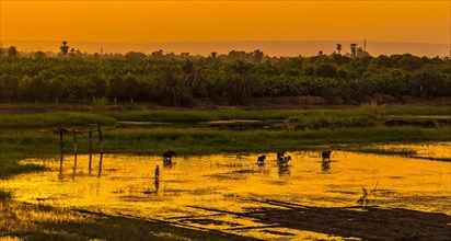 A farmer with the cows and buffaloes at sunset on the river