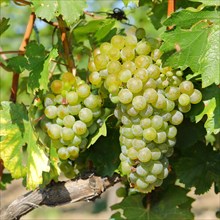 Riesling grapes on vine
