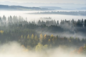 Autumn landscape in the morning in the fog near Isny in Allgaeu. Forest and mountains. Some trees
