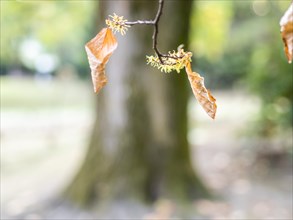 Autumn leaves on a branch