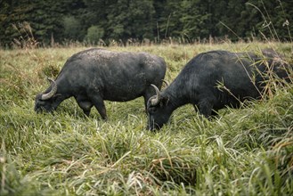 Two grazing water buffaloes