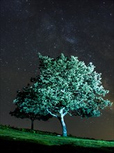 Silhouette of a beautiful tree at night lit with a flashlight. Monte Erlaitz in the town of Irun