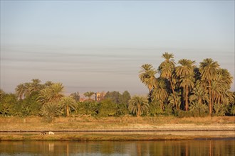 Landscape with palm trees on the Nile