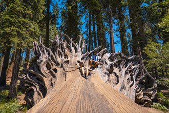 A couple in giant roots of a fallen tree in Sequoia National Park