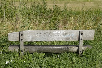 Old wooden bench in front of wild grasses