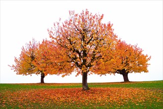 Three autumn-coloured cherry trees