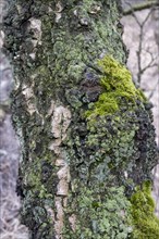 Tree trunk overgrown with moss and lichen