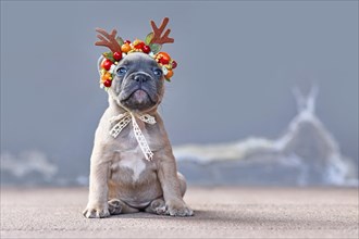 Cute fawn French Bulldog dog puppy wearing a seasonal Christmas reindeer antler headband sitting in front of gray wall