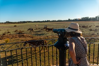 A young tourist with binoculars looking at the horses grazing in the Donana park
