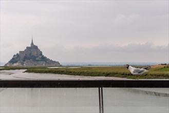A seagull at Point de Vue and the Mont Saint-Michel Abbey in the background