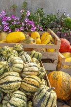 Crates filled with pumpkins and various squashes on an ecological farm. Bas-Rhin