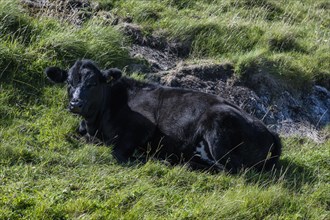 Black calf