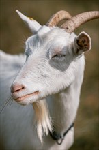 White goat with blade of grass in its mouth