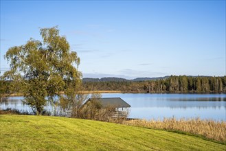 The Great Ursee with a hut on the shore and a large tree. The lake is located in the Ursee or Taufach-Fetzachmoos nature reserve. Forest in the background. During the day when the weather is fine and ...
