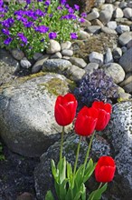 Red tulips