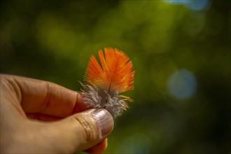 Lovely feather of a red macaw in Copan Ruinas. Honduras