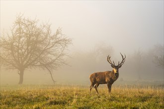 A red deer in autumn in fog. The stag has large antlers and is standing in a meadow with trees. The morning sun shines through the fog