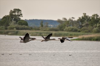 Several greylag geese
