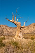 Tree of Misfortune that was a set in a movie in the desert of Tabernas