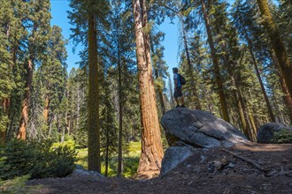 A young man with green hat on top of a stone next to a giant tree in Sequoia National Park