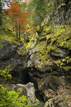 The Starzlachklamm gorge in autumn. A tree with red autumn leaves on a rock face. Allgaeu