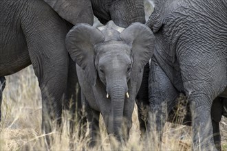 African elephant