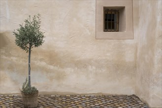 Olive tree in front of yellow house facade