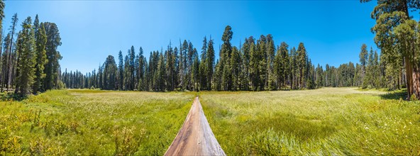 Panoramic from a fallen tree where you can see A green field with many sequoias in the background in Sequoia National Park