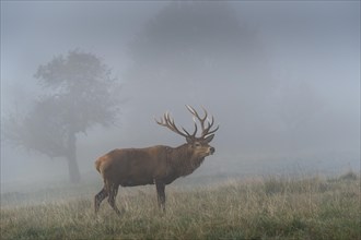 A red deer in autumn in fog. The stag has large antlers and is standing in a meadow with trees. Allgaeu