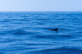 Whale Calderon Tropical the smallest whale in the world on the Costa de Adeje in the south of Tenerife