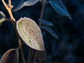 Frozen leaf of the woolly snowball Viburnum lantana9