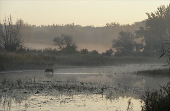 Wild boar