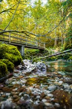 Bridge in beautiful green nature
