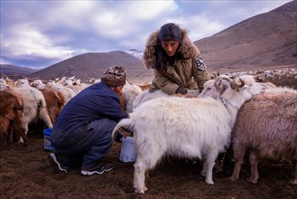 Milking of the goats by Changpa nomads