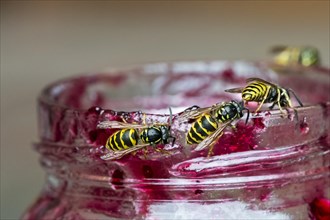 Four common wasps