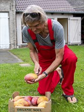 Man cuts open organic mango