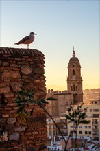 A seagull at sunset from the walls of the Alcazaba of the city of Malaga and in the background the Cathedral of the Incarnation of Malaga