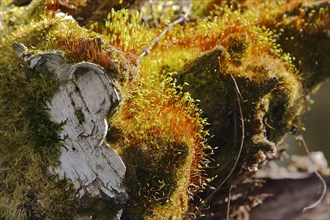 Spore capsules of the golden lady's moss