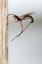 Wood hatchling wasp