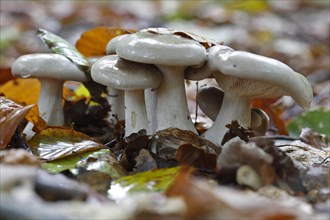 Clouded funnel fungus