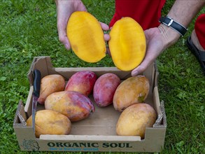 Hands holding sliced organic mango with yellow pulp over a fruit box in green meadow