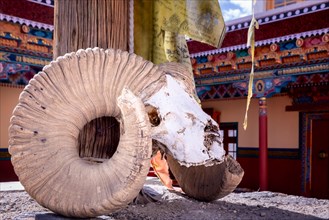 TIbetan argali skull or Ladakh wild goat