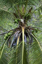 Green coconuts growing on coconut tree