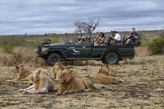 Tourists watching lions